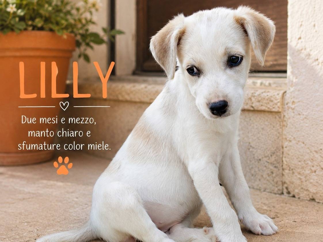 Foto 1 dell'animale