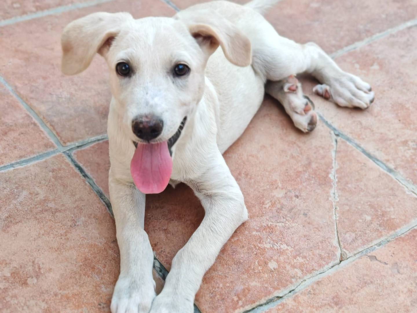 Adotta un cane, maschio, 3 mesi, Cremona