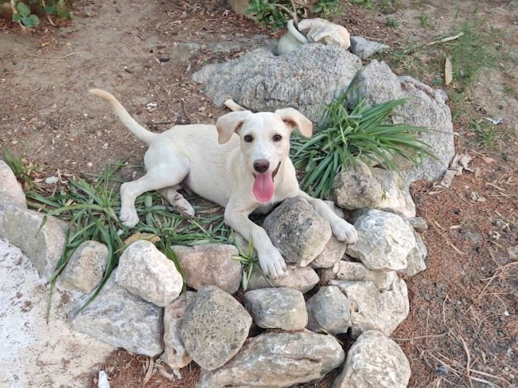 Adotta un cane, taglia media, maschio, Cremona