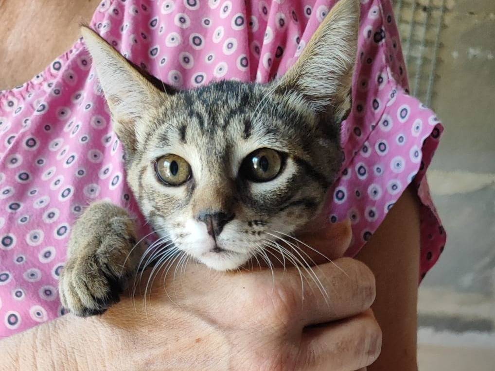 Adozione gatto, femmina, Razza sconosciuta Razza sconosciuta, 2 mesi, taglia non valida, Bari