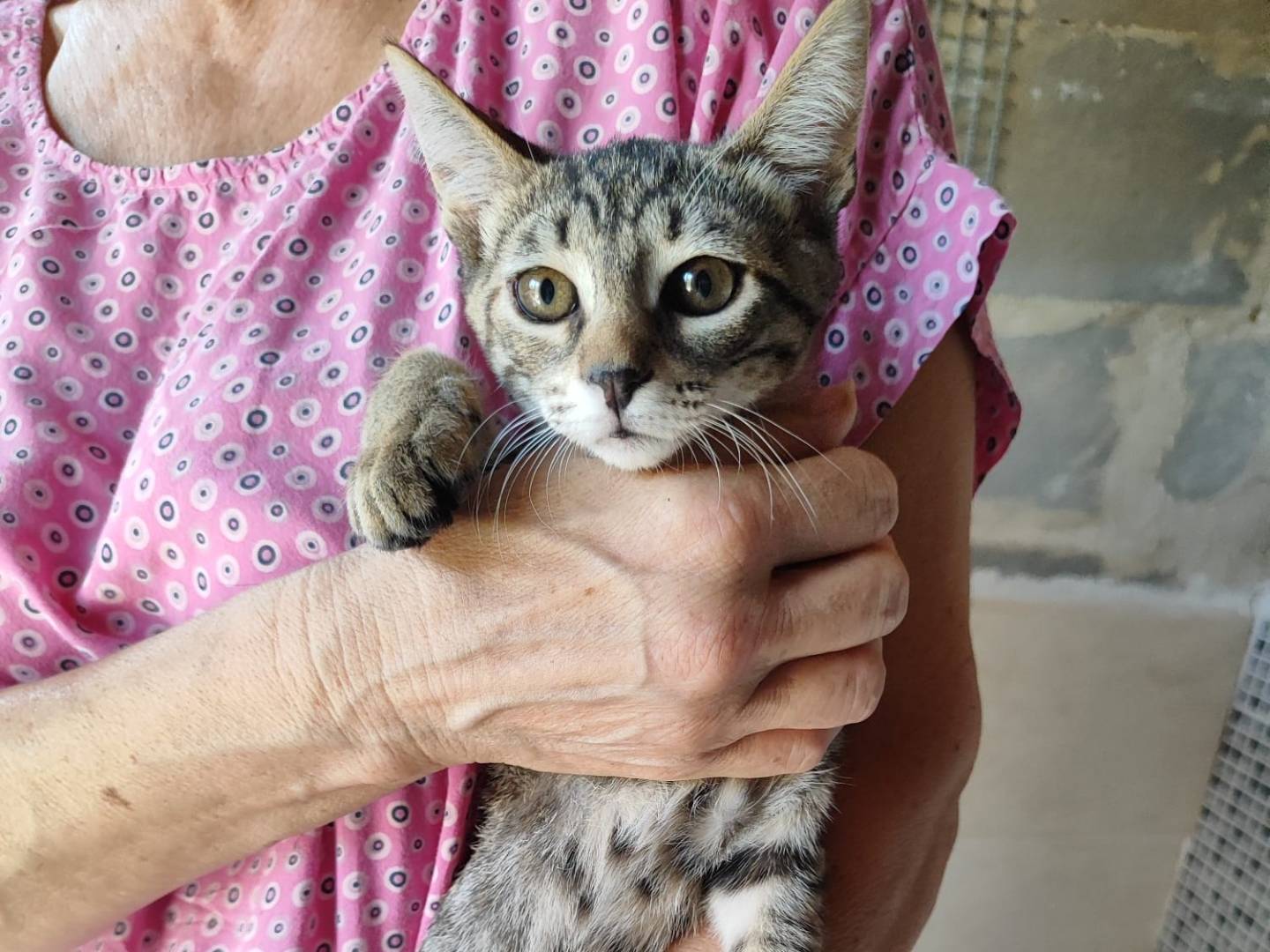 Adotta un gatto, femmina, 2 mesi, Bari