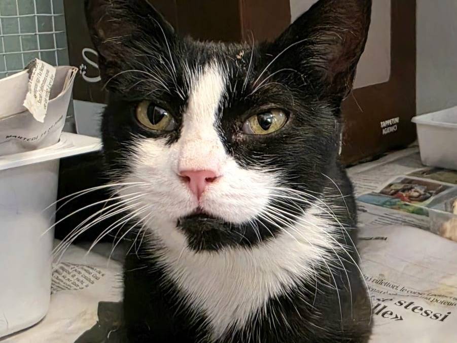 Vuoi adottare un gatto a Bologna?