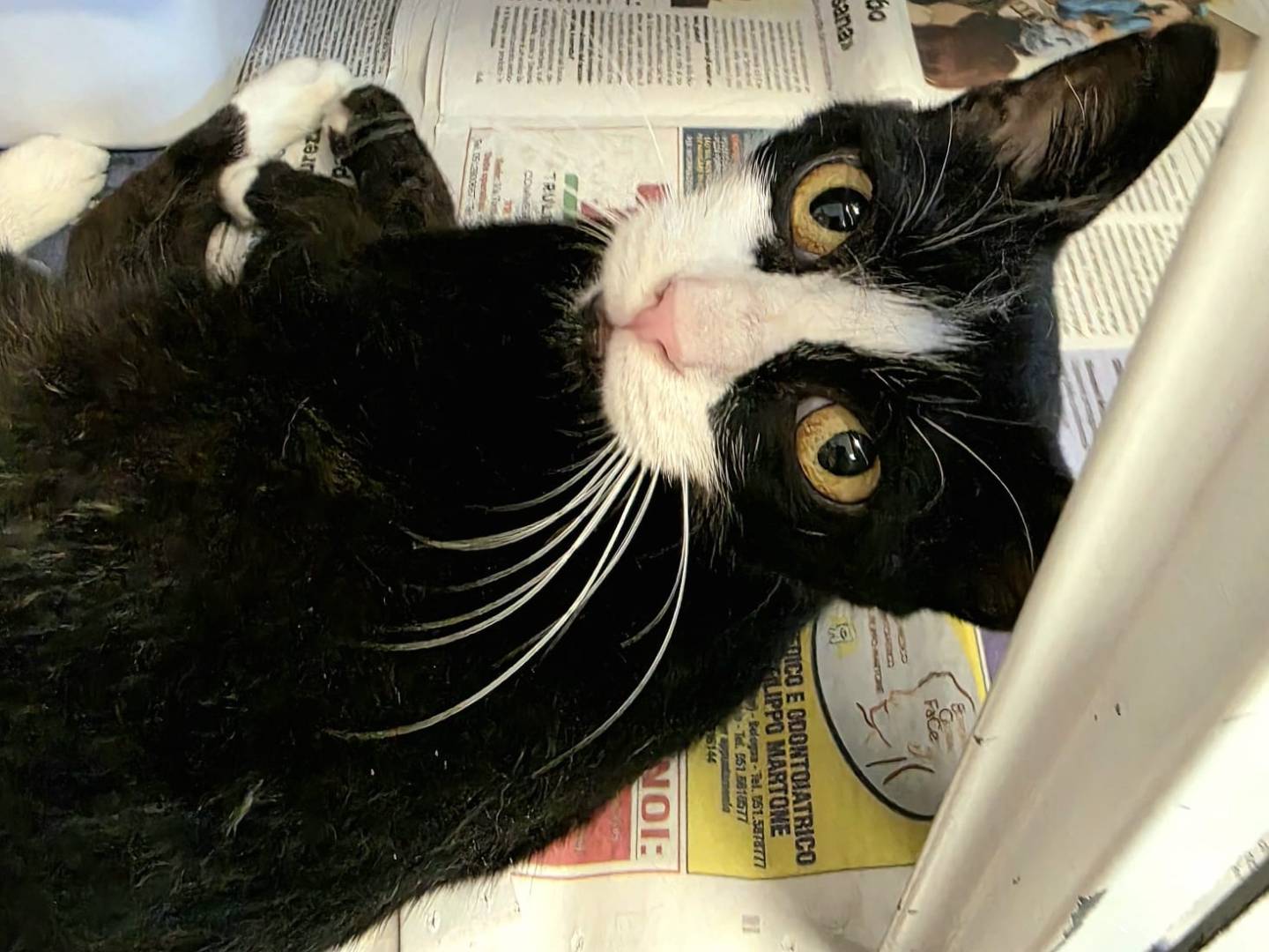 Adotta il gatto Zoe a Bologna