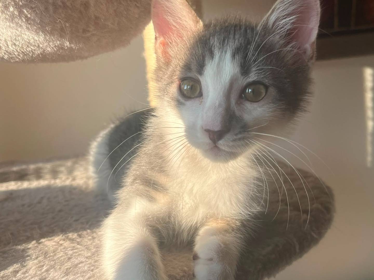 Adozione gatto, maschio, Razza sconosciuta Razza sconosciuta, 3 mesi, taglia non valida, Bologna