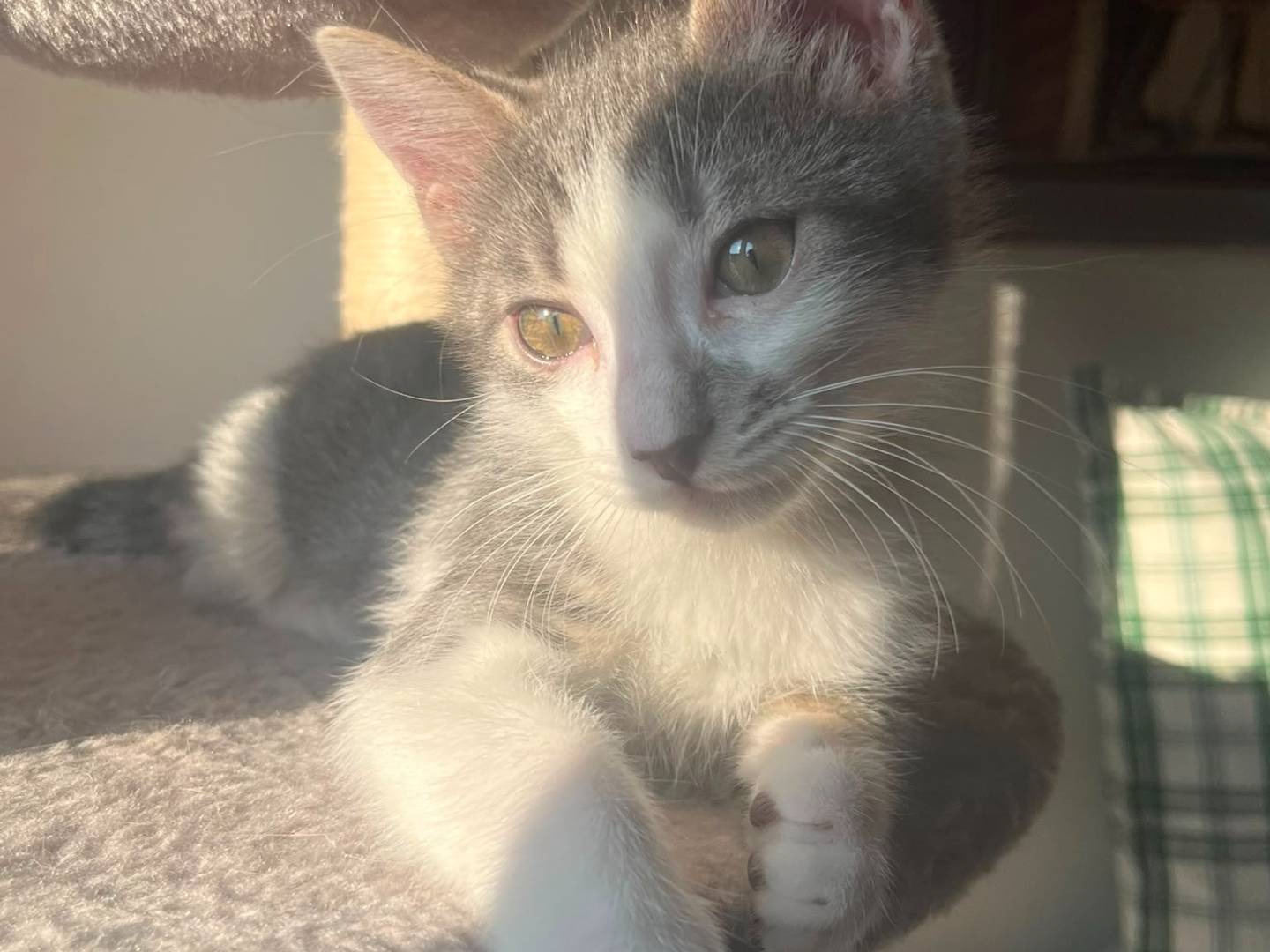 Adotta un gatto, maschio, 3 mesi, Bologna