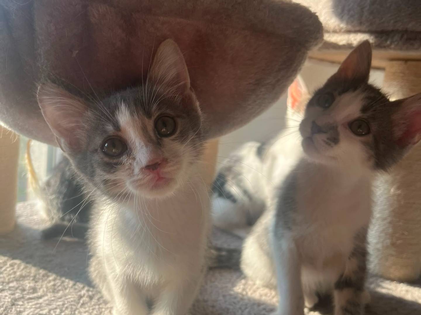 Adotta un gatto, taglia non valida, maschio, Bologna