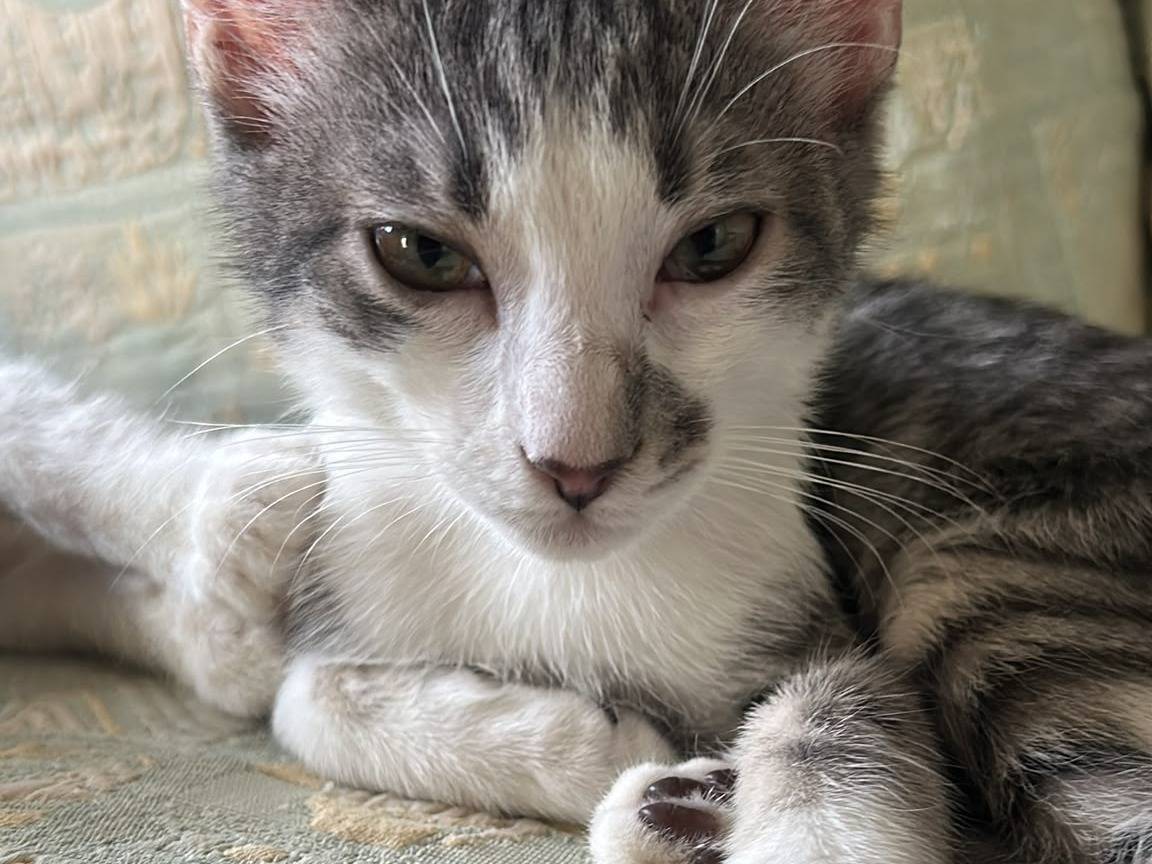 Vuoi adottare un gatto a Bologna?