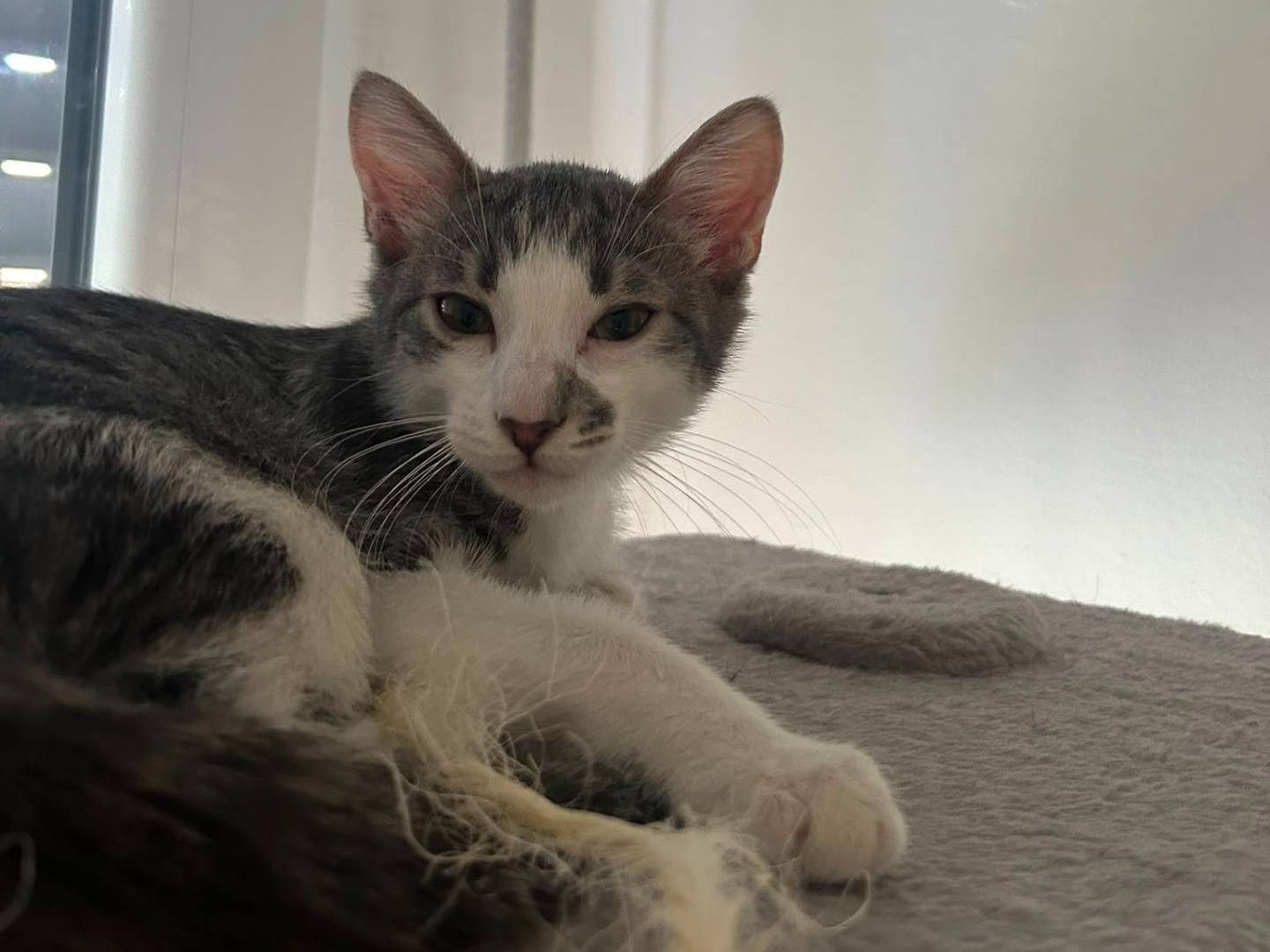 Adotta il gatto Narciso a Bologna
