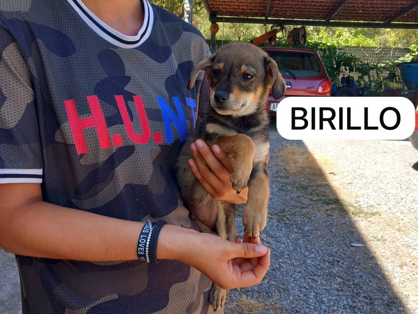 Adozione cane, maschio, Pinscher Razza sconosciuta, 2 mesi, taglia piccola, Reggio
