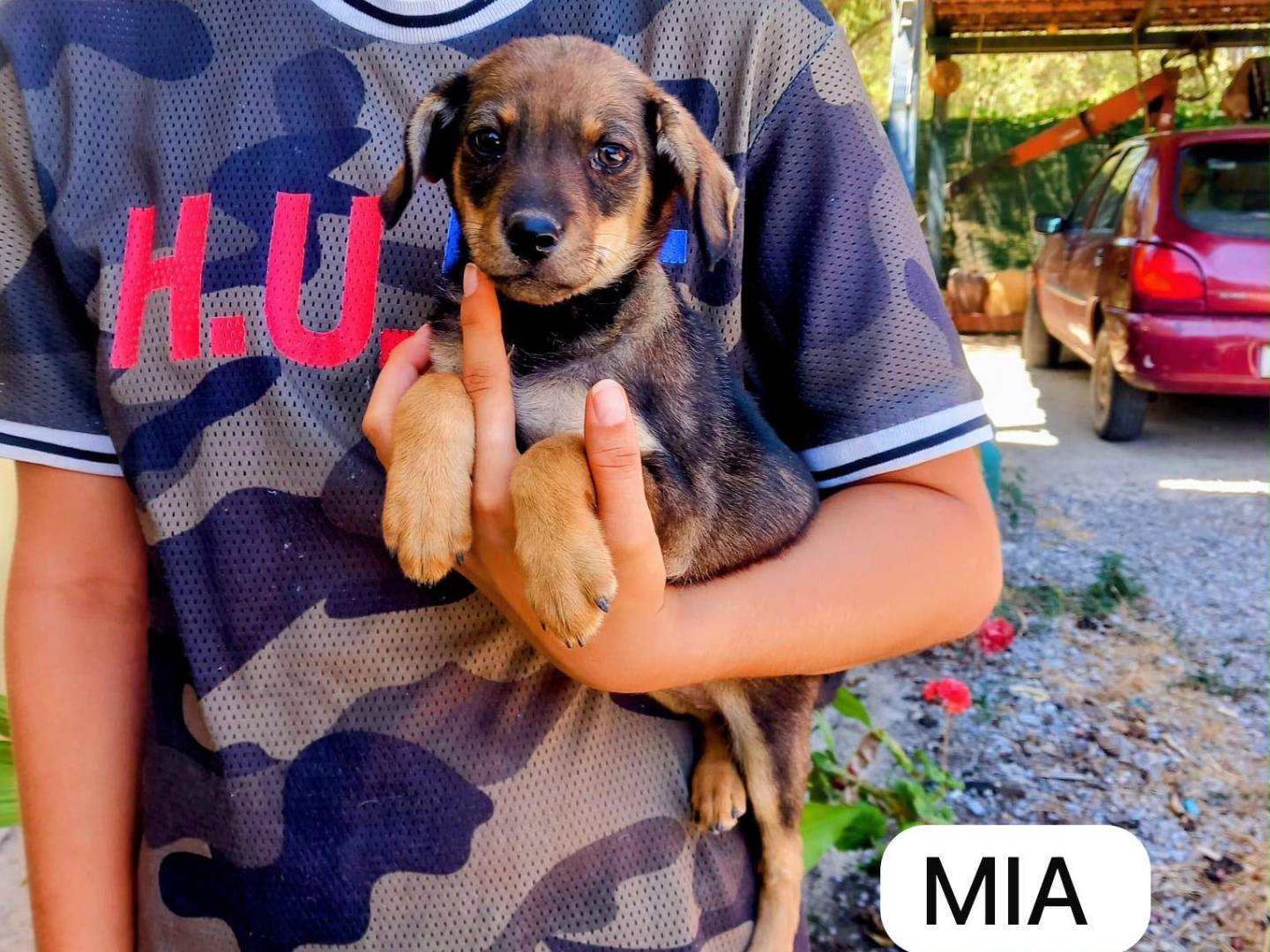 Adozione cane, femmina, Pinscher Razza sconosciuta, 2 mesi, taglia piccola, Reggio