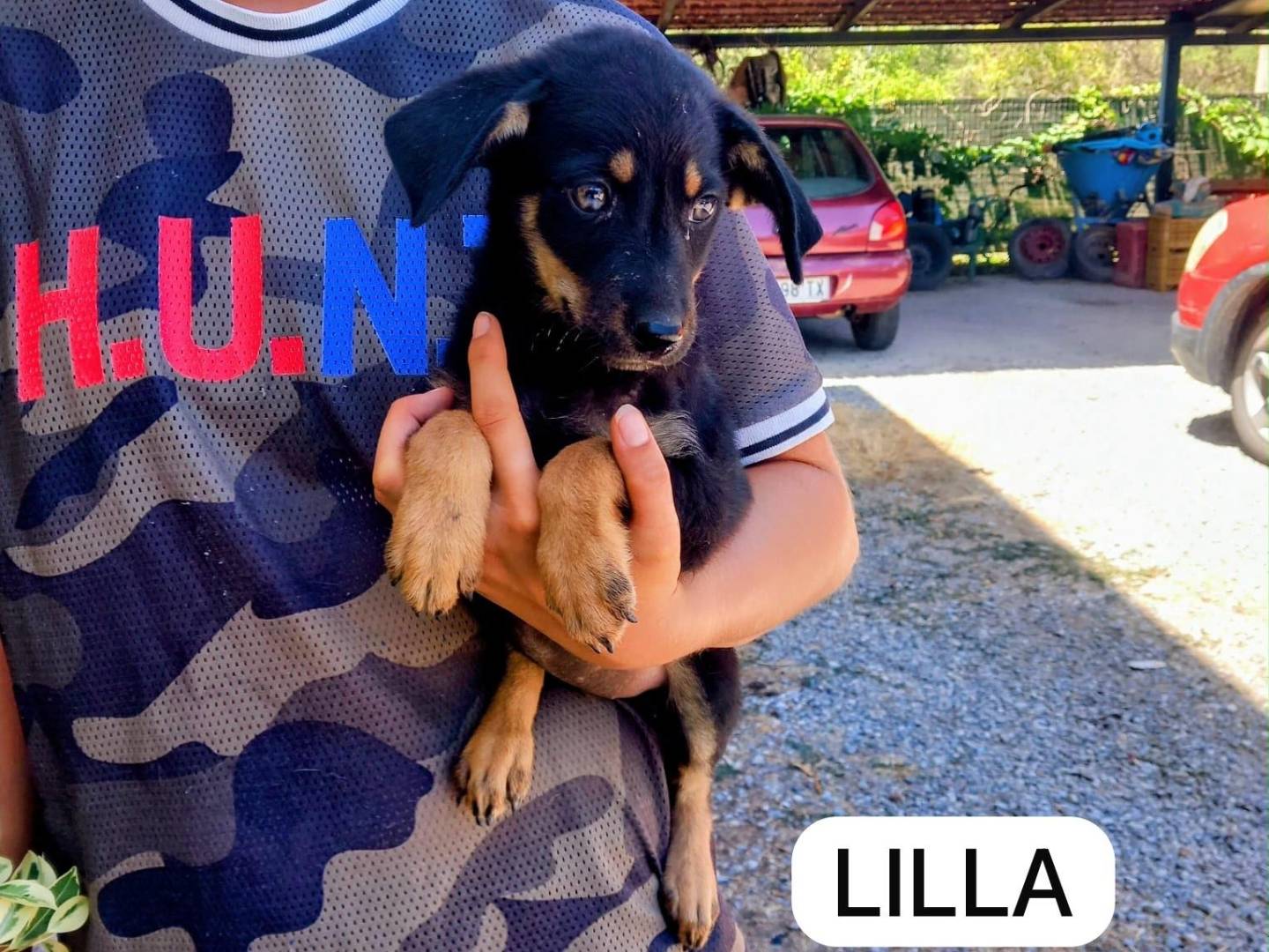 Adozione cane, femmina, Pinscher Razza sconosciuta, 2 mesi, taglia piccola, Reggio