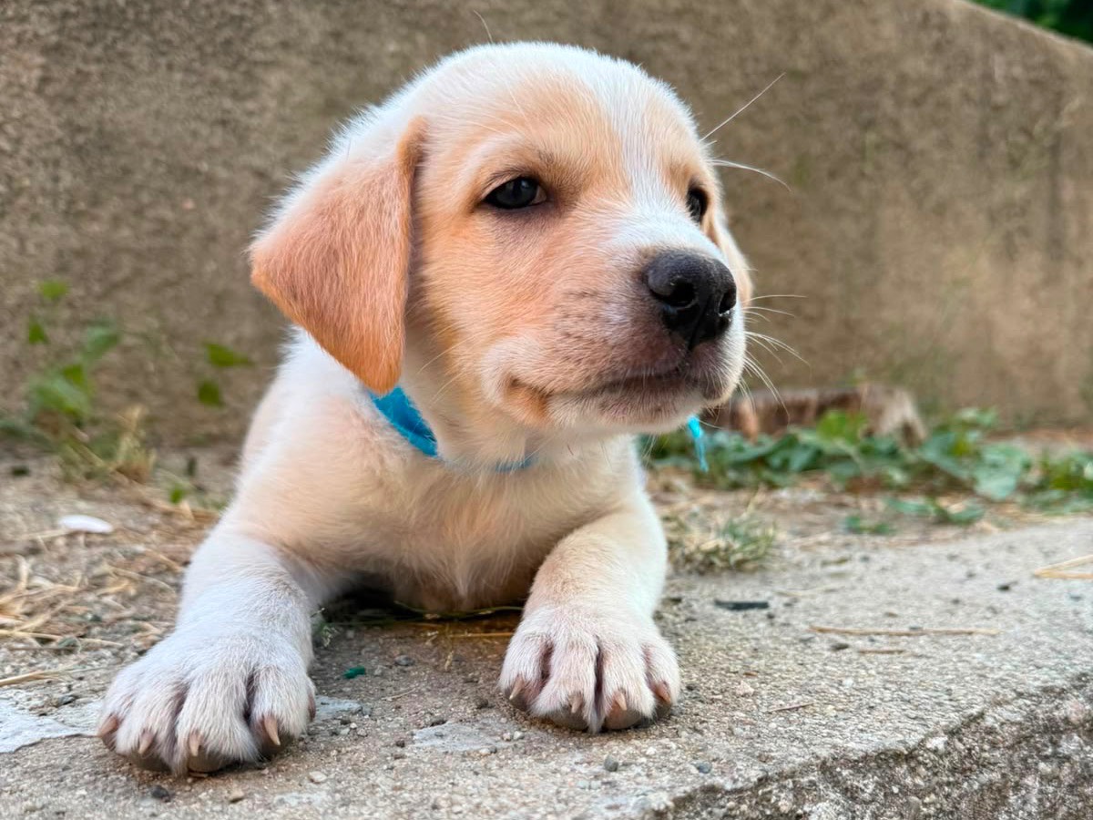 Adozione cane, maschio, Razza sconosciuta Razza sconosciuta, 2 mesi, taglia media, Cosenza