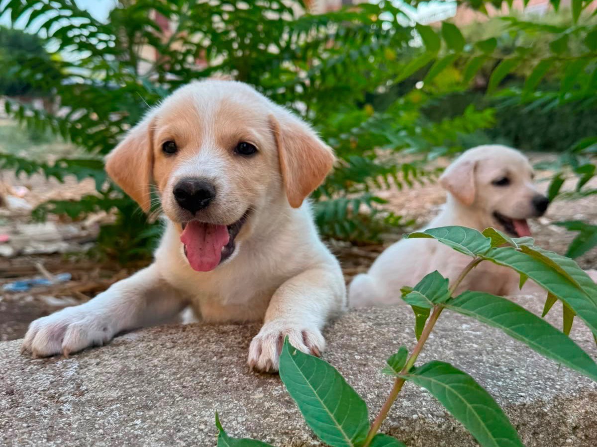 Adozione cane, maschio, Razza sconosciuta Razza sconosciuta, 2 mesi, taglia media, Cosenza