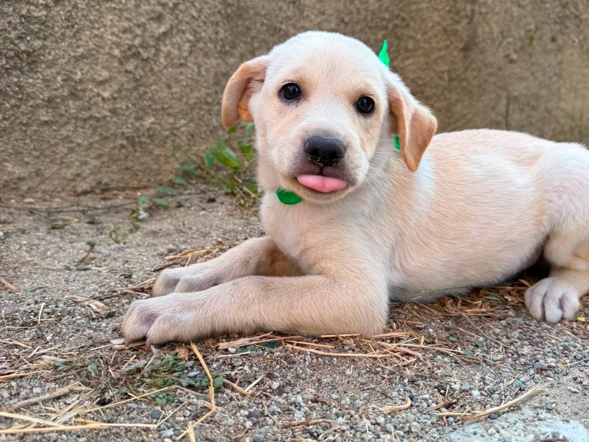 Adozione cane, maschio, Razza sconosciuta Razza sconosciuta, 2 mesi, taglia media, Cosenza