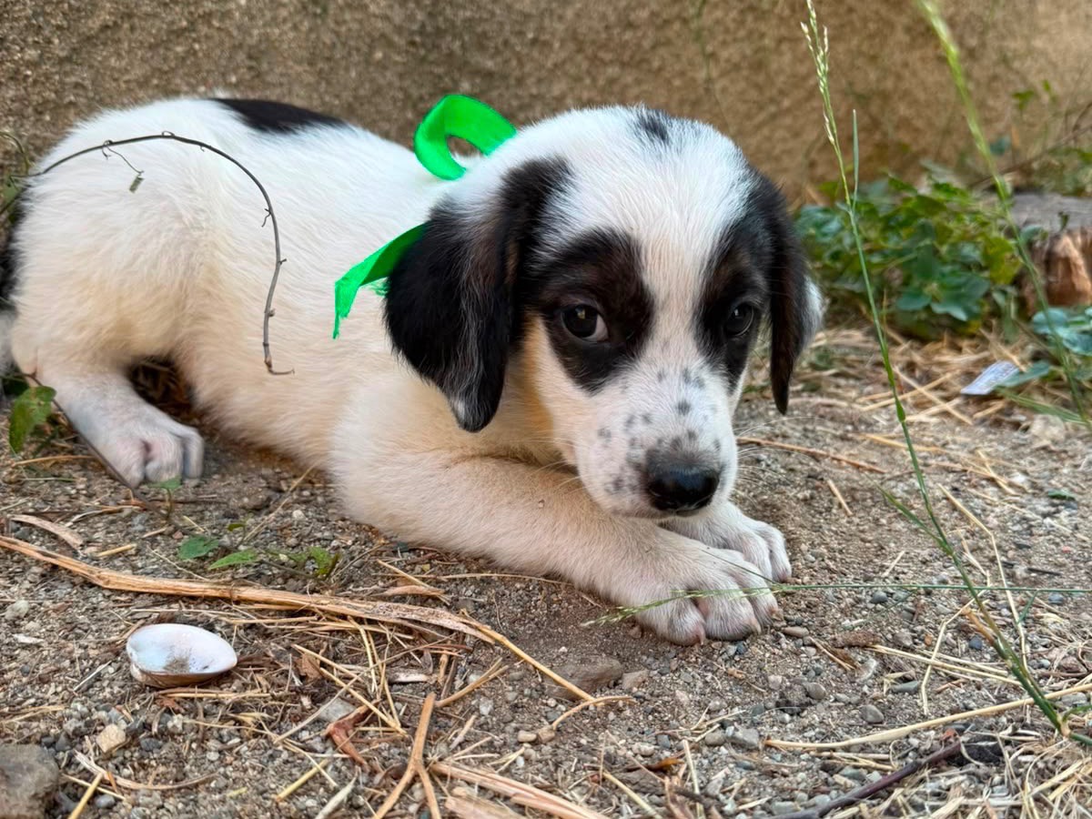 Adozione cane, maschio, Razza sconosciuta Razza sconosciuta, 2 mesi, taglia media, Cosenza