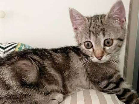 Adozione gatto, femmina, Razza sconosciuta Razza sconosciuta, 2 mesi, taglia non valida, Torino