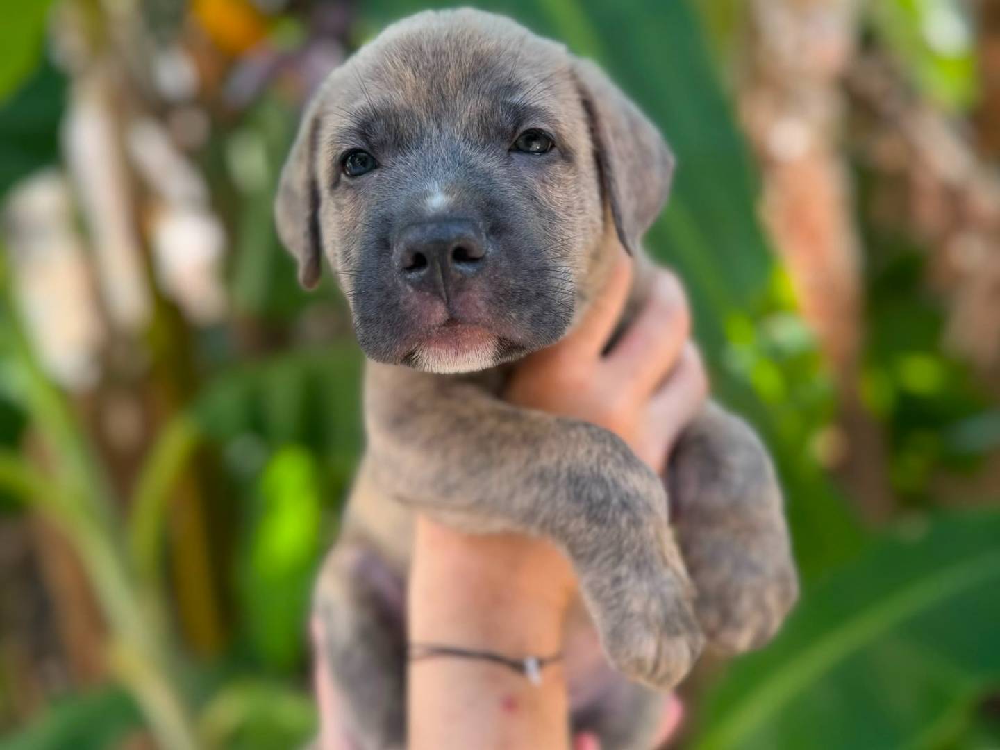 Adozione cane, maschio, Razza sconosciuta Razza sconosciuta, 1 mese, taglia grande, Messina
