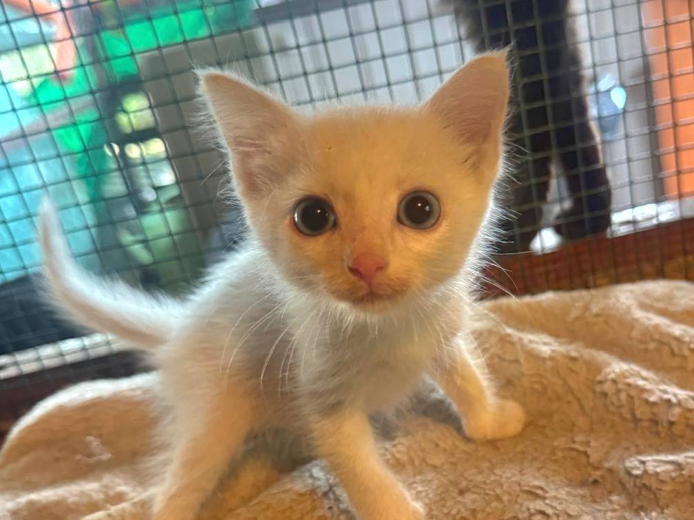 Adozione gatto, maschio, Razza sconosciuta Razza sconosciuta, 2 mesi, taglia non valida, Roma