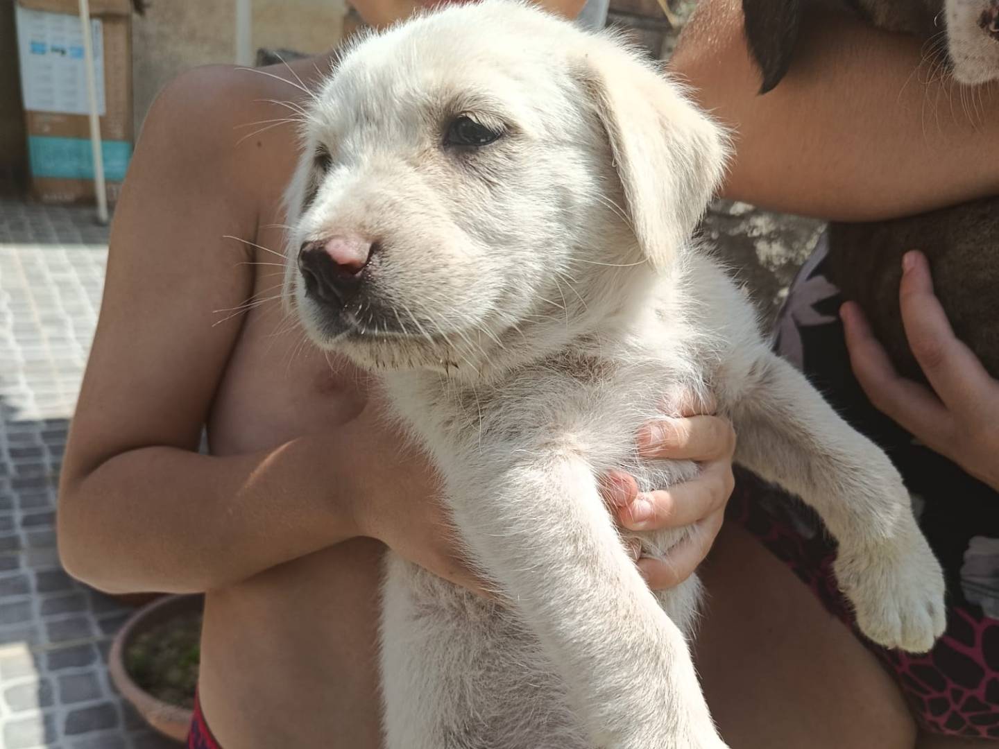 Adotta il cane Simba a Como