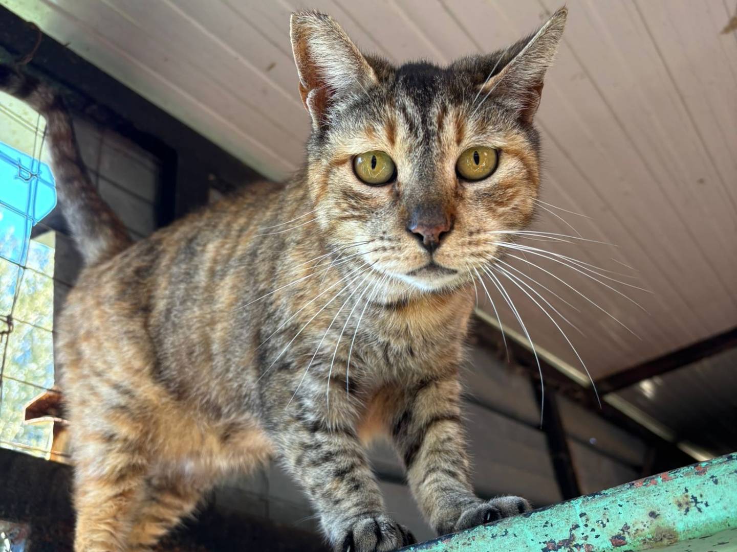 Adozione gatto, femmina, Razza sconosciuta Razza sconosciuta, 5 anni e 11 mesi, taglia non valida, Messina