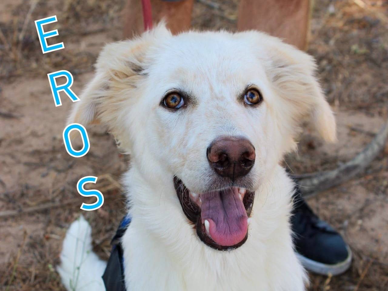 Adozione cane, maschio, Razza sconosciuta Razza sconosciuta, 7 mesi, taglia media, Crotone