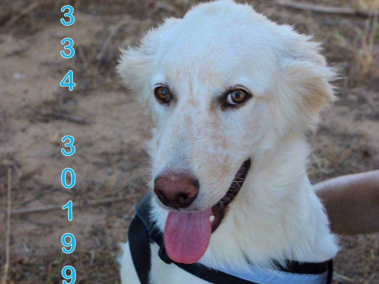 Adotta un cane, maschio, 7 mesi, Crotone