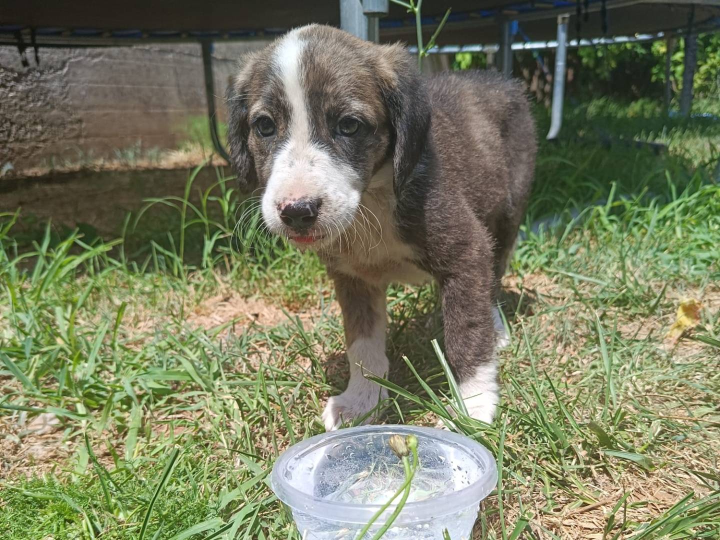 Vuoi adottare un cane a Monza?