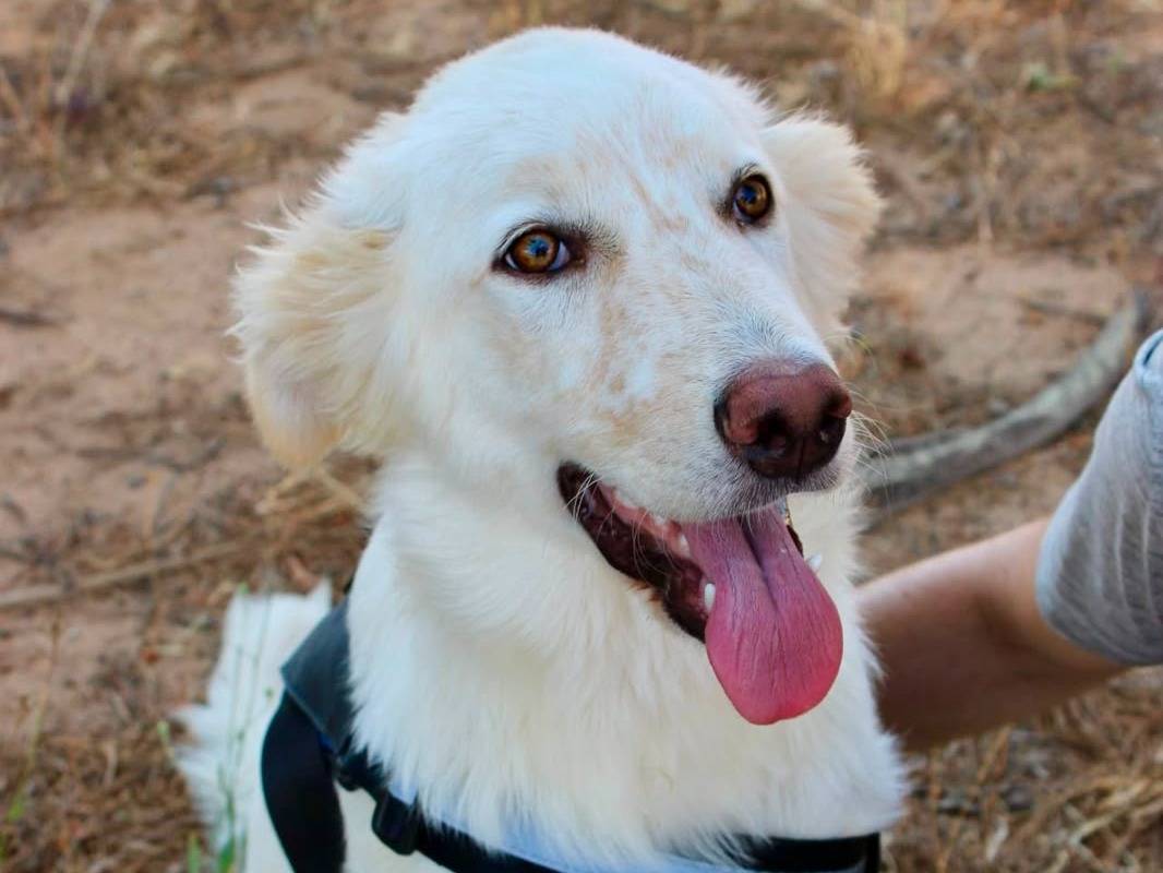 Vuoi adottare un cane a Crotone?