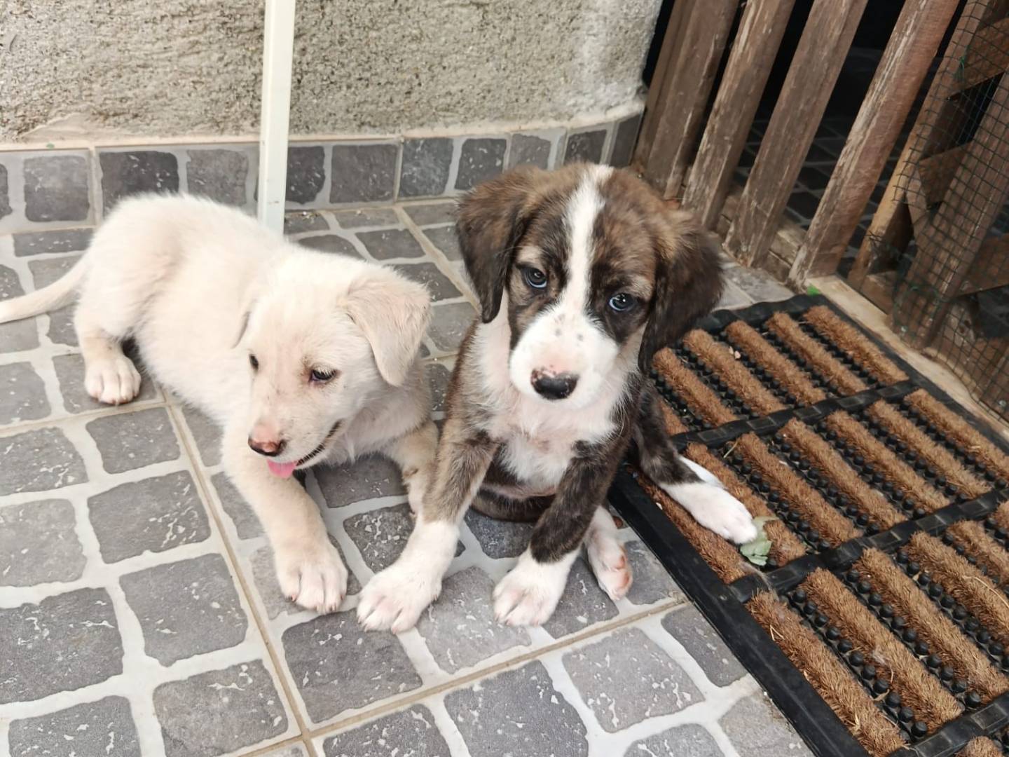 Adotta il cane Nala a Monza