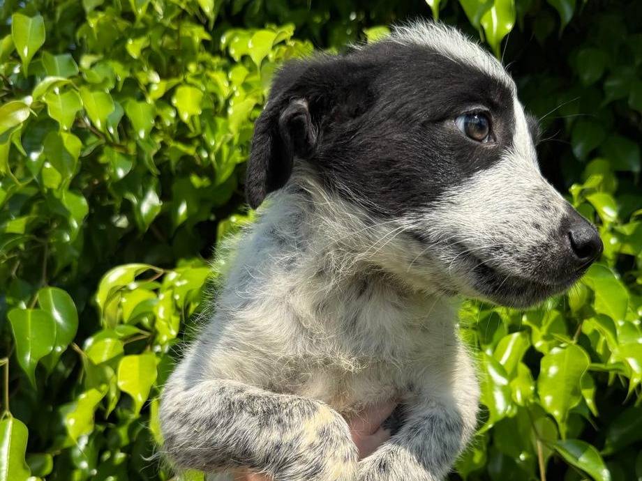 Adotta un cane, femmina, 3 mesi, Crotone