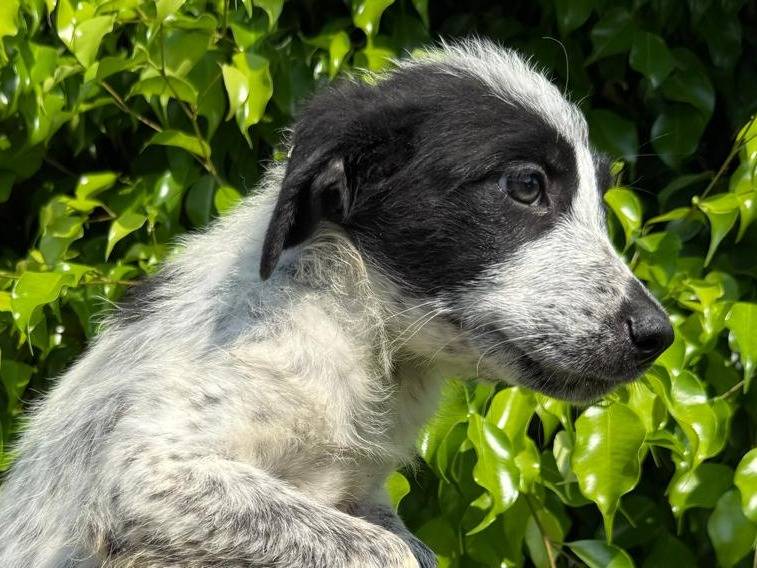 Adozione cane, femmina, Razza sconosciuta Razza sconosciuta, 3 mesi, taglia media, Crotone