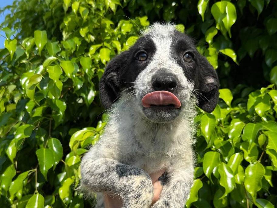 Adotta un cane, taglia media, femmina, Crotone