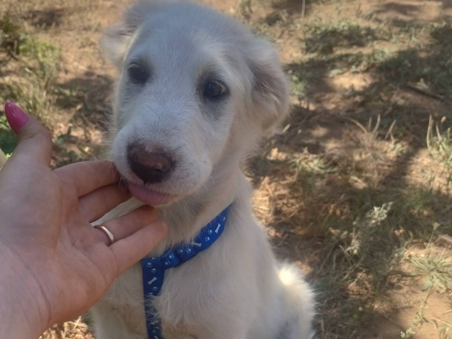 Adozione cane, femmina, Razza sconosciuta Razza sconosciuta, 3 mesi, taglia media, Brescia