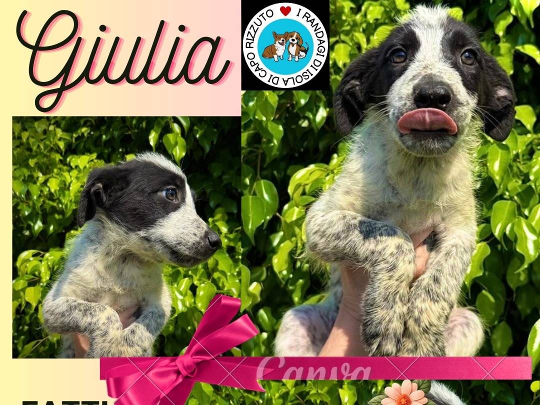 Vuoi adottare un cane a Crotone?