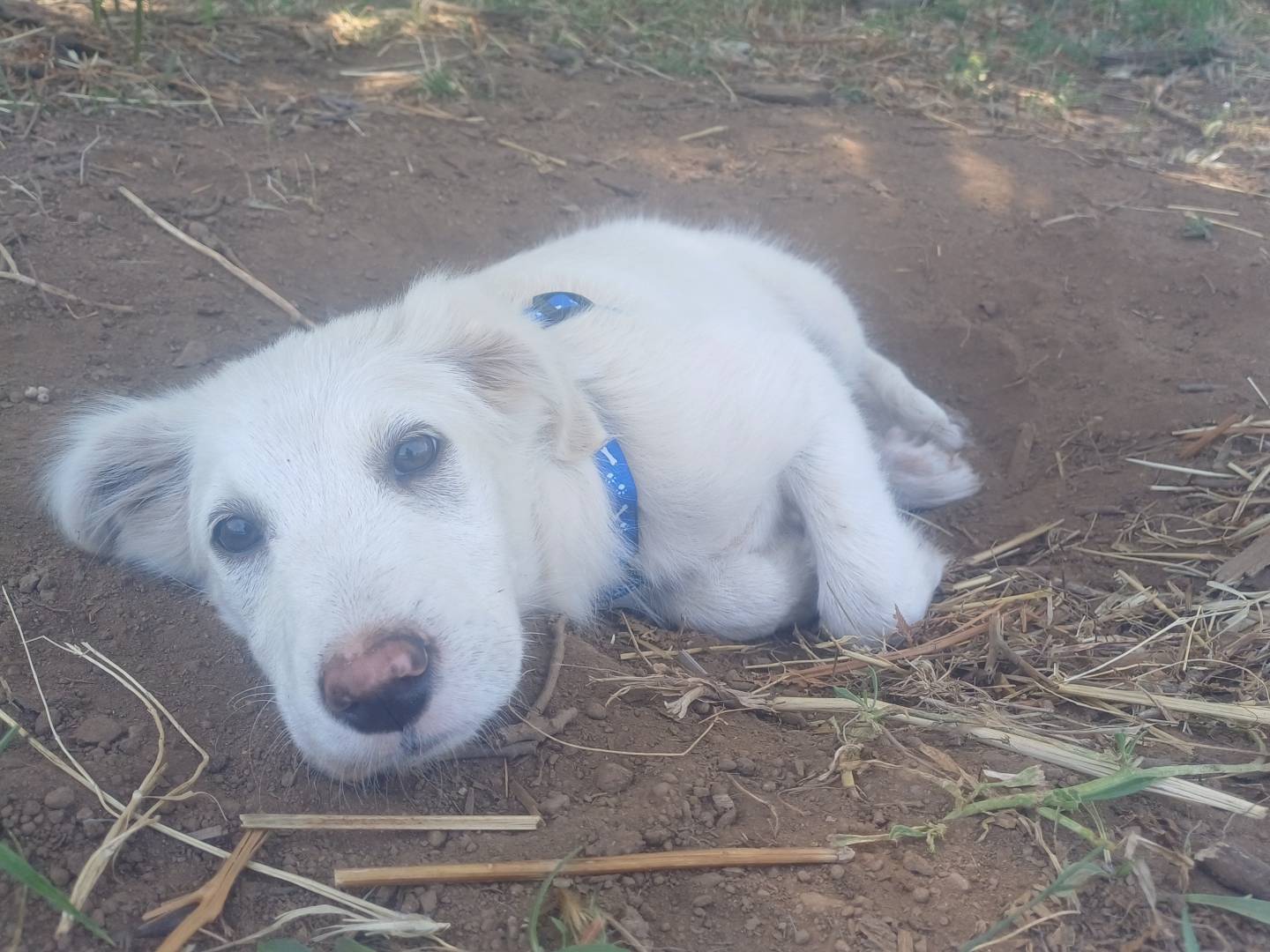 Adotta un cane, taglia media, femmina, Brescia