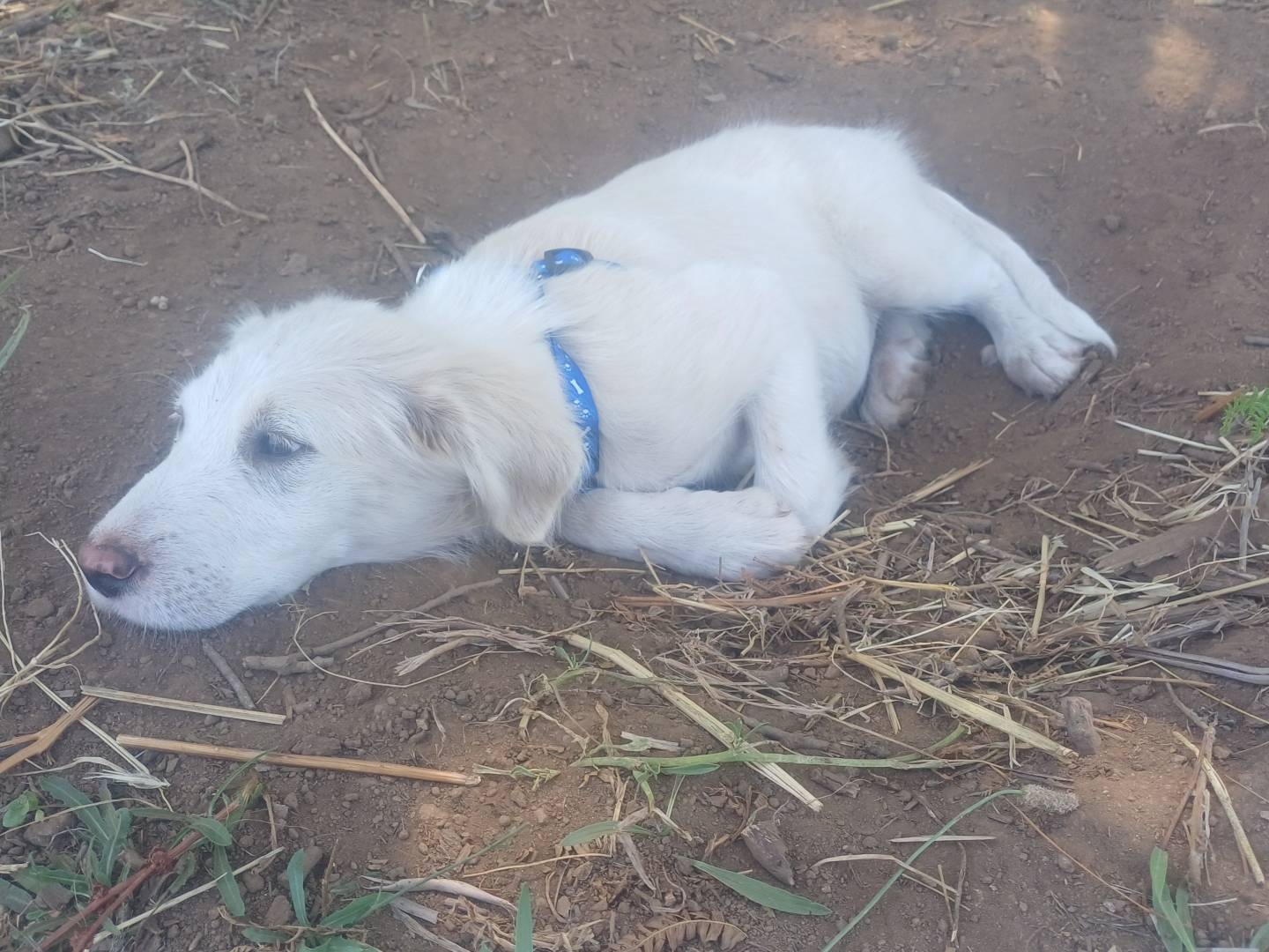 Vuoi adottare un cane a Brescia?