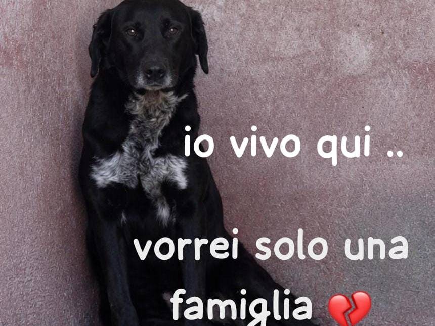 Adozione cane, maschio, Razza sconosciuta Razza sconosciuta, 3 anni e 1 mese, taglia media, Como