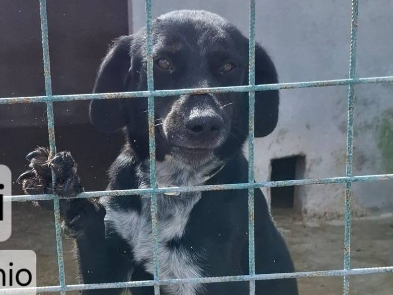 Adotta un cane, maschio, 3 anni e 1 mese, Como