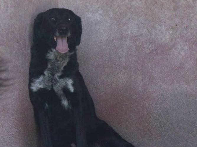 Adotta un cane, taglia media, maschio, Como