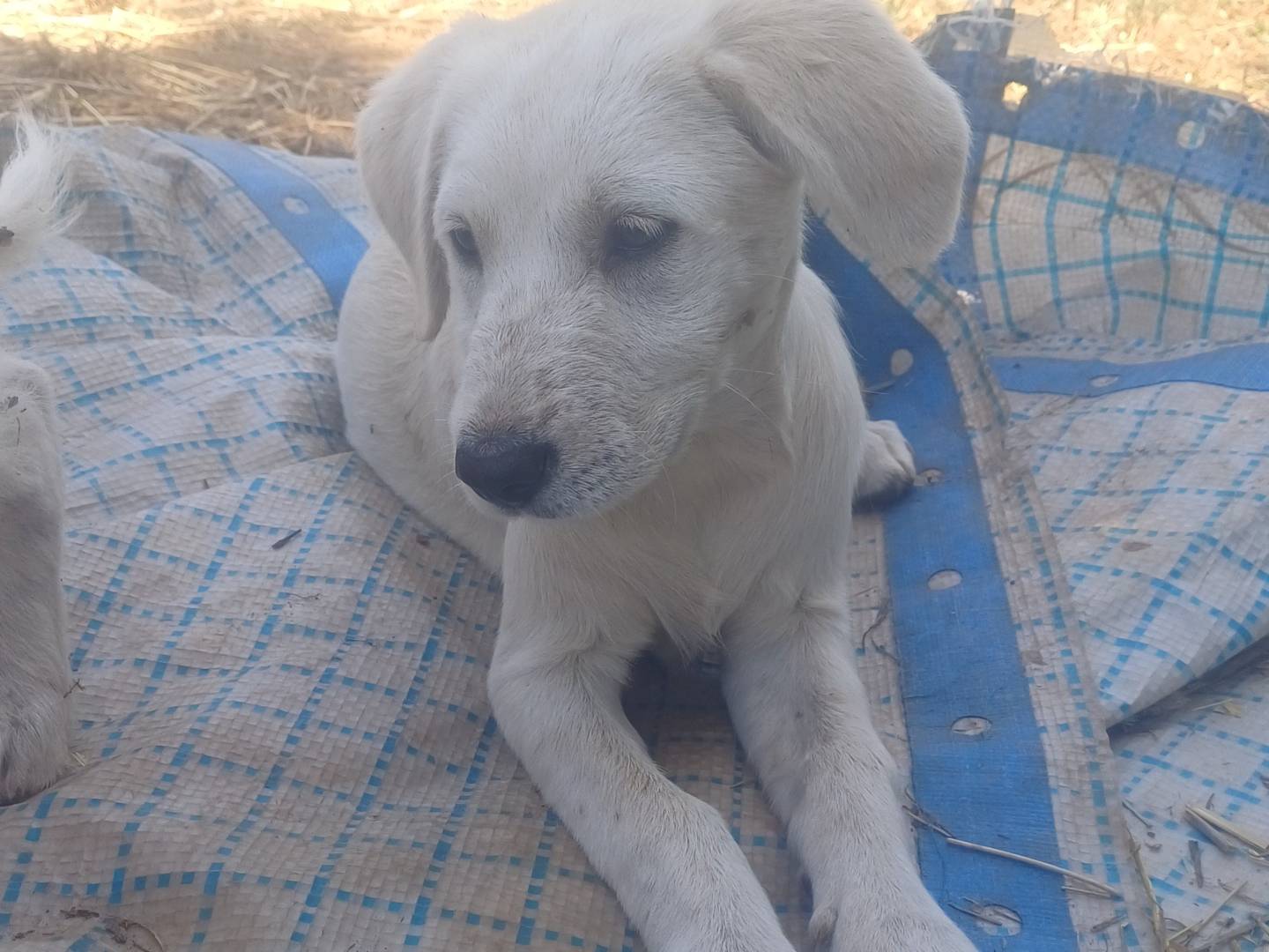 Adozione cane, femmina, Razza sconosciuta Razza sconosciuta, 3 mesi, taglia media, Prato