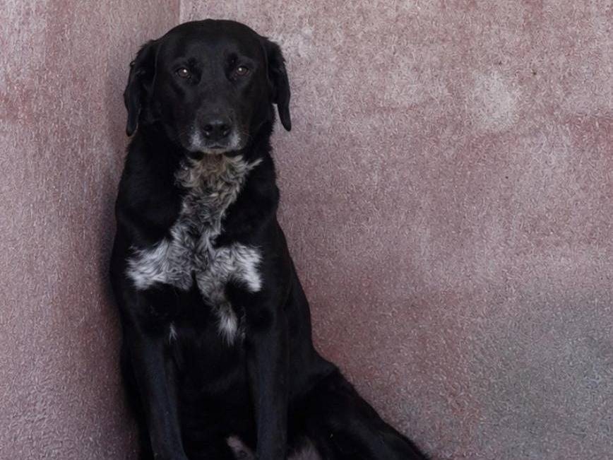 Vuoi adottare un cane a Como?