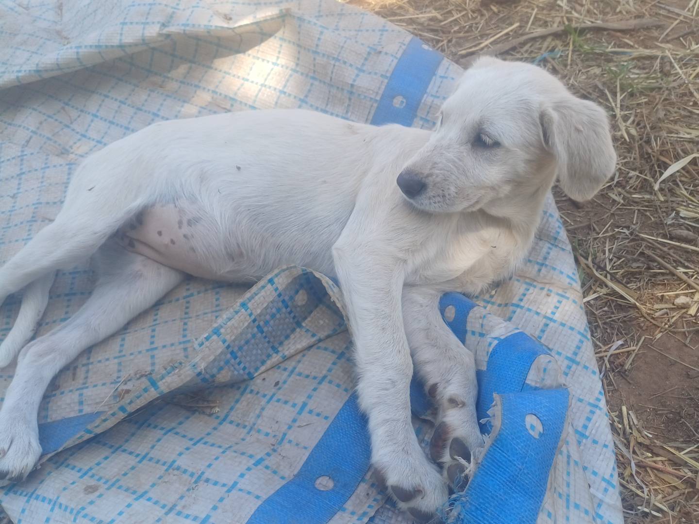 Adotta un cane, femmina, 3 mesi, Prato