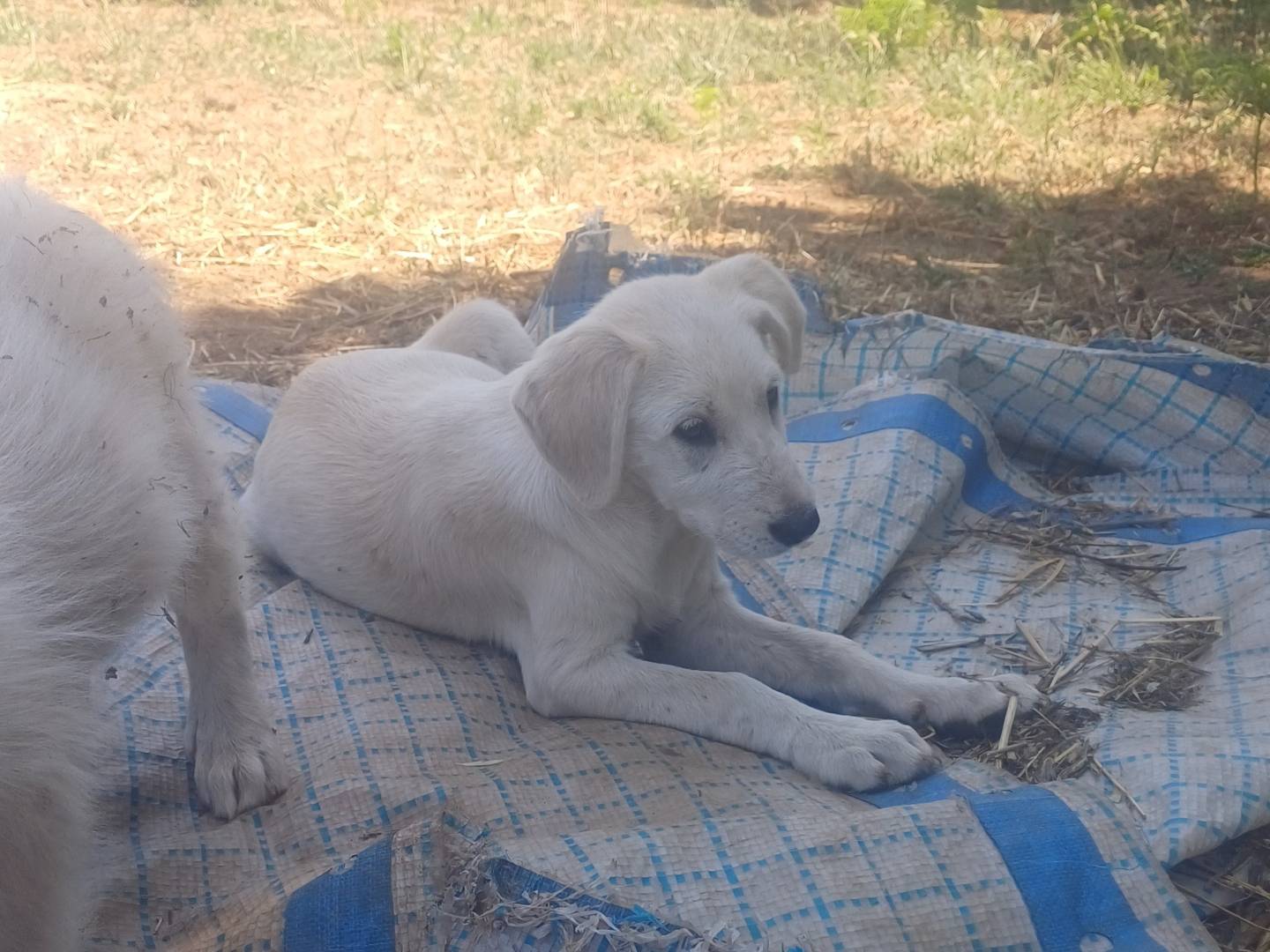 Adotta un cane, taglia media, femmina, Prato