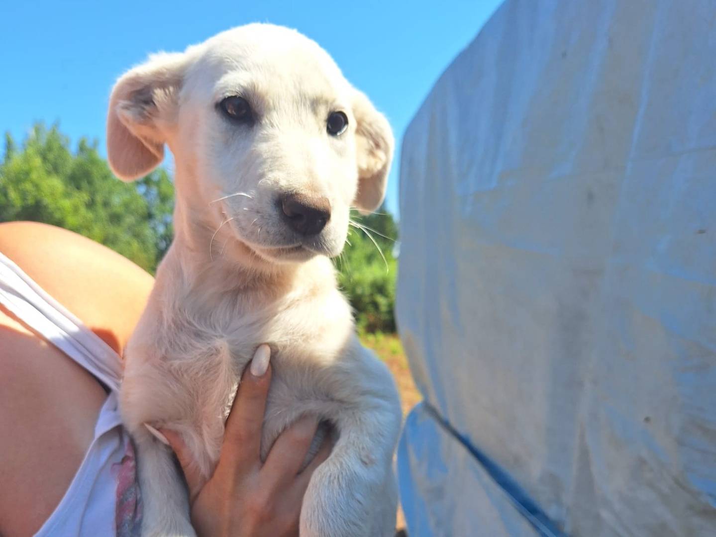 Vuoi adottare un cane a Prato?
