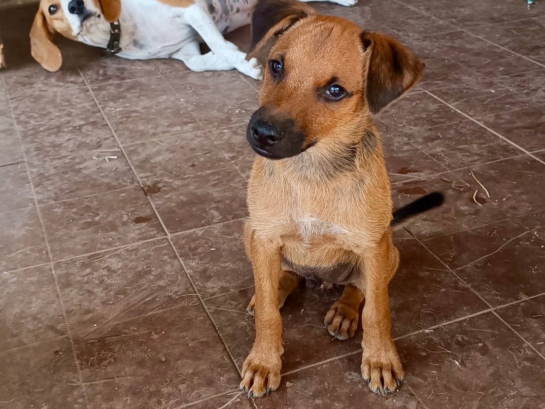 Adozione cane, maschio, Razza sconosciuta Razza sconosciuta, 2 mesi, taglia media contenuta, Vibo