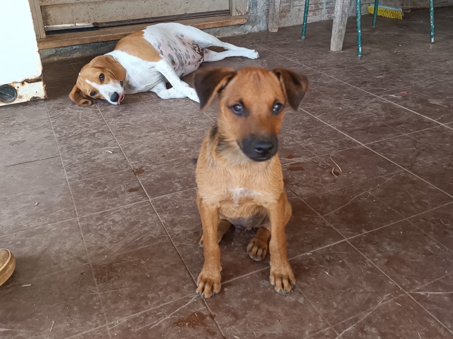 Adotta un cane, taglia media contenuta, maschio, Vibo