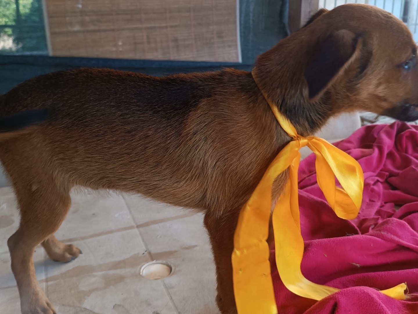 Vuoi adottare un cane a Vibo?