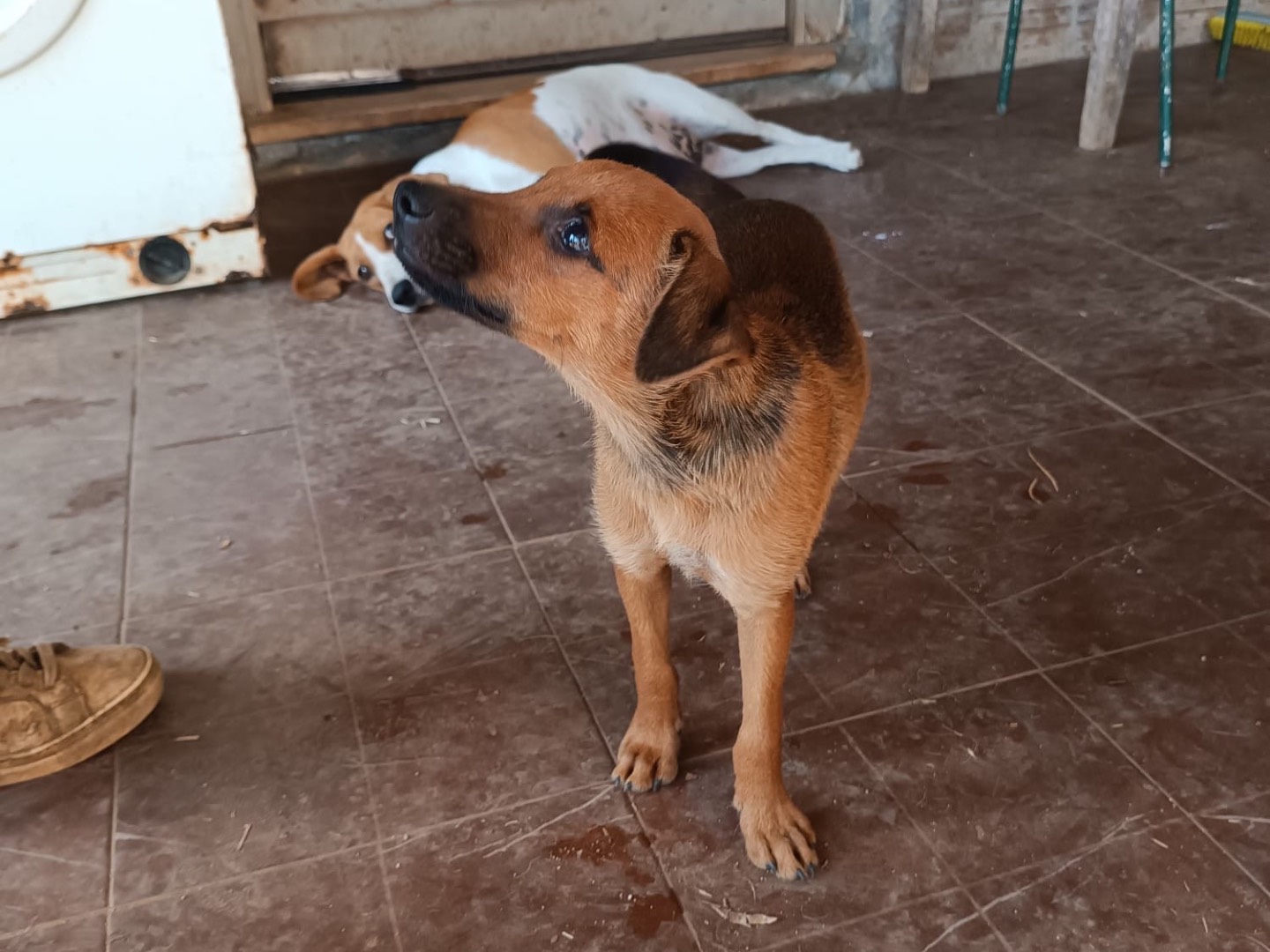 Adotta il cane Joker  a Vibo