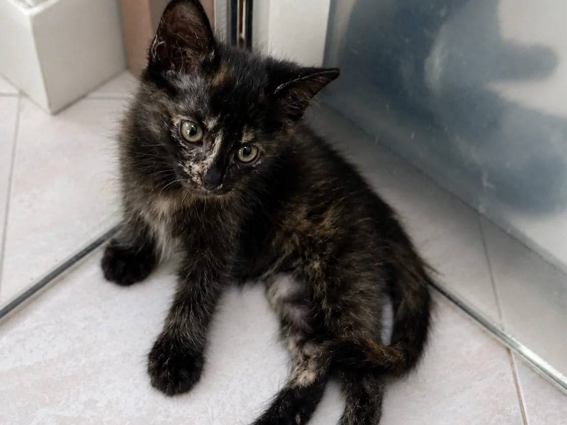 Adozione gatto, femmina, Razza sconosciuta Razza sconosciuta, 2 mesi, taglia non valida, Milano