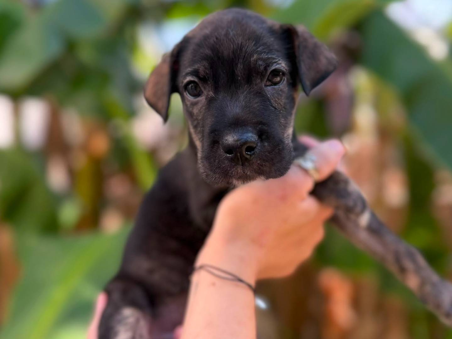 Adozione cane, femmina, Razza sconosciuta Razza sconosciuta, 1 mese, taglia media, Messina